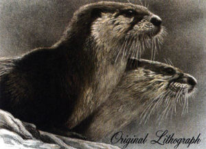 otters lithograph