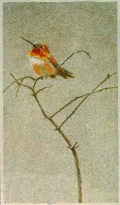 bateman painting rufus hummingbird